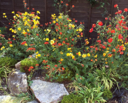 Rockery planting after